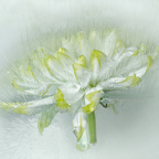 DSC_1431-XL.jpg